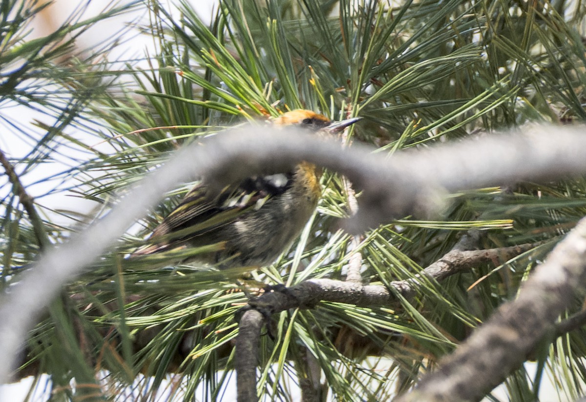 Olive Warbler - ML641317652