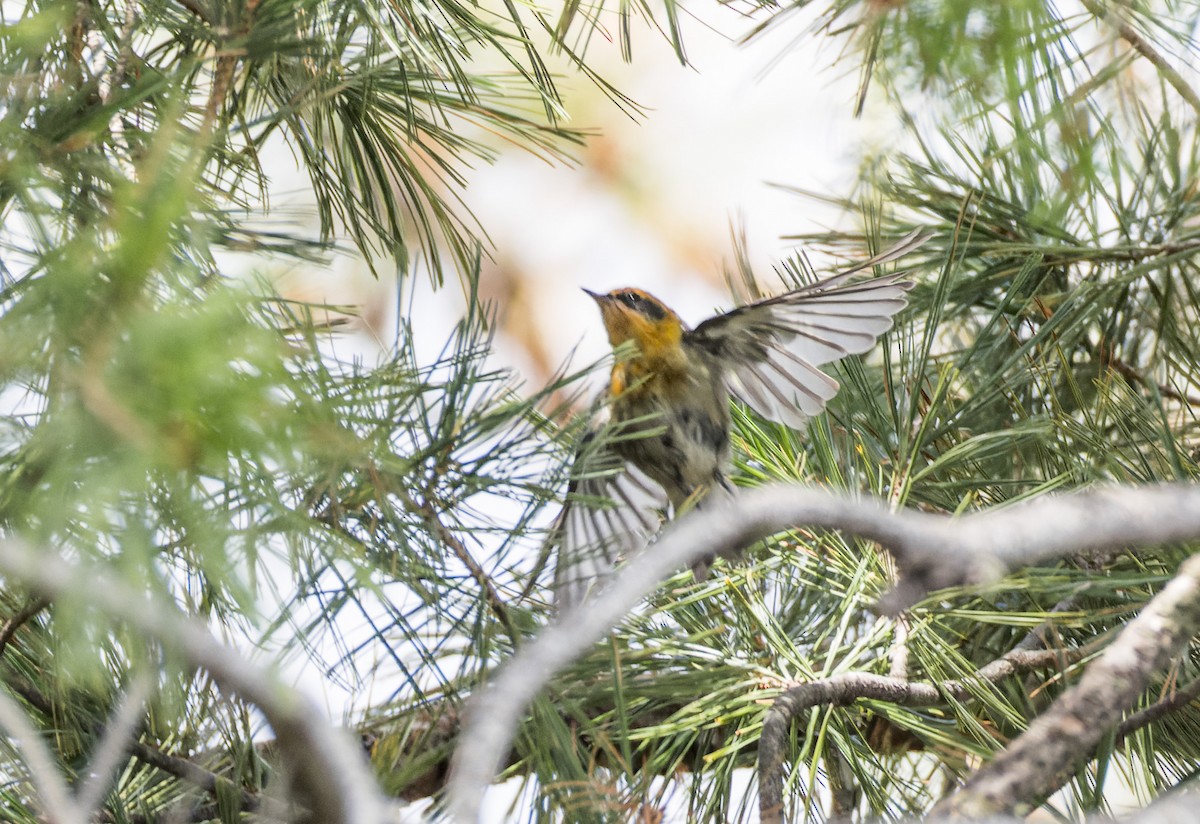 Olive Warbler - ML641317653