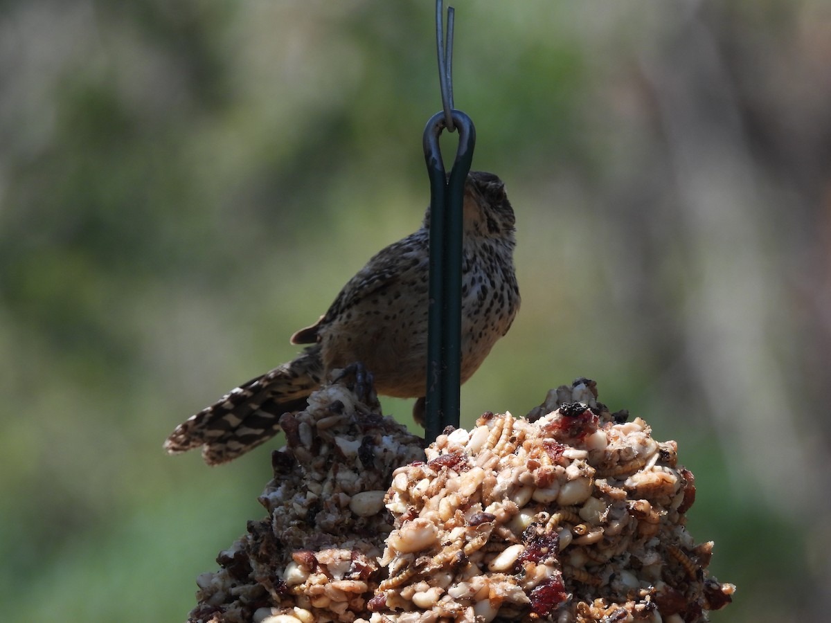 Cactus Wren - ML641317659