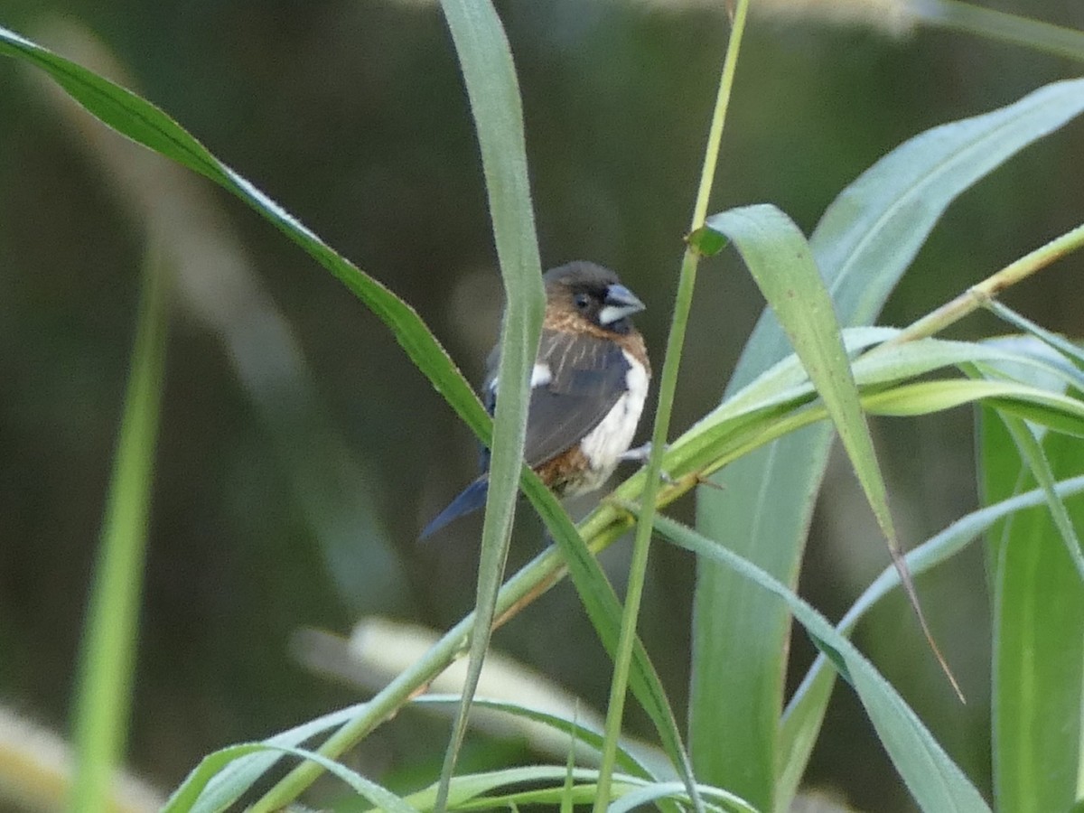White-rumped Munia - ML641317682