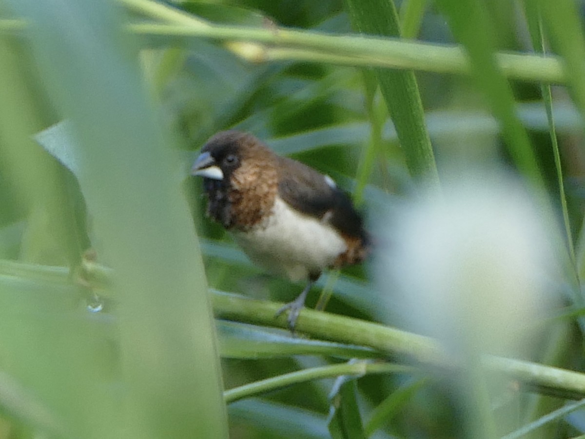 White-rumped Munia - ML641317683