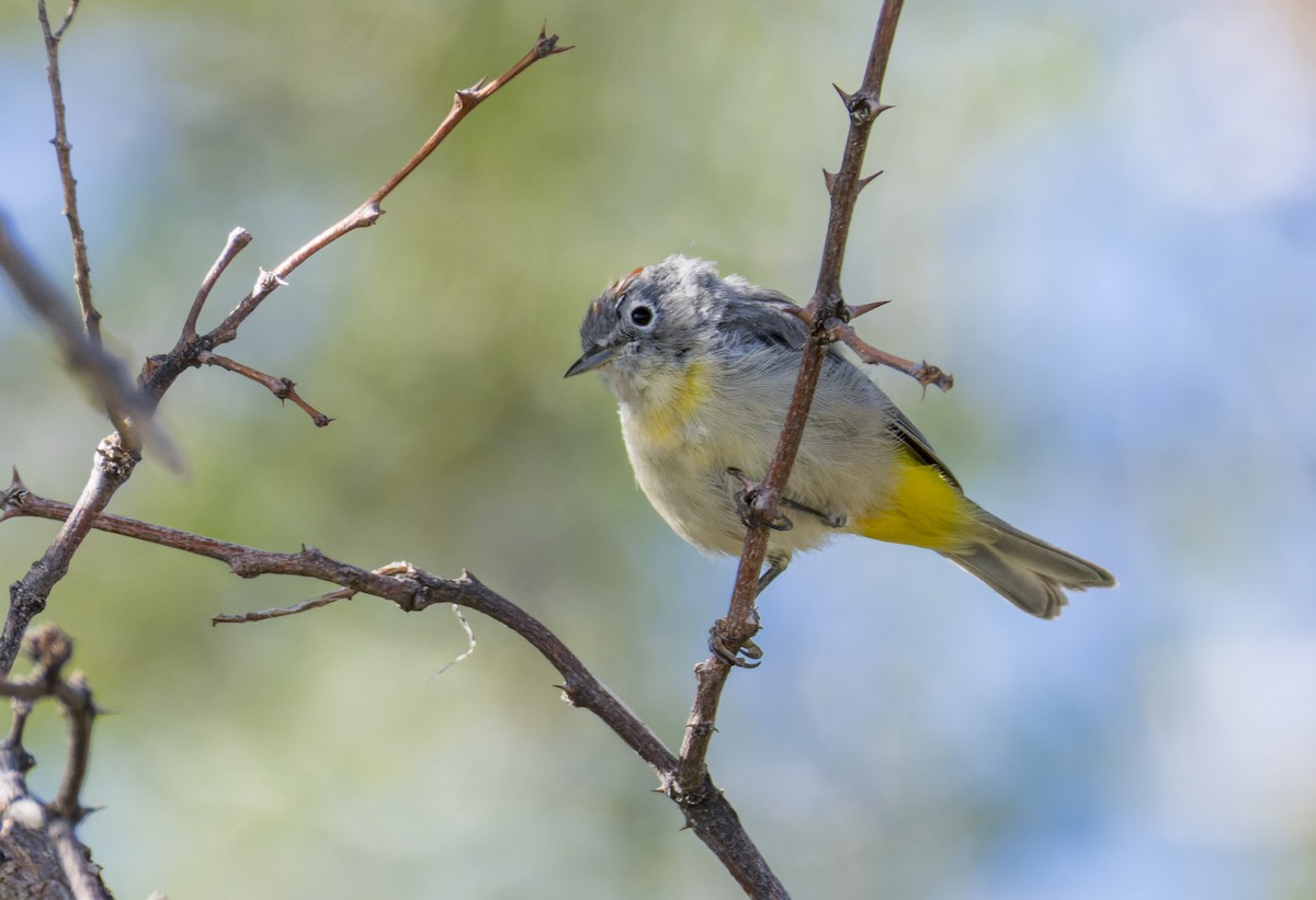 Virginia's Warbler - ML641317698