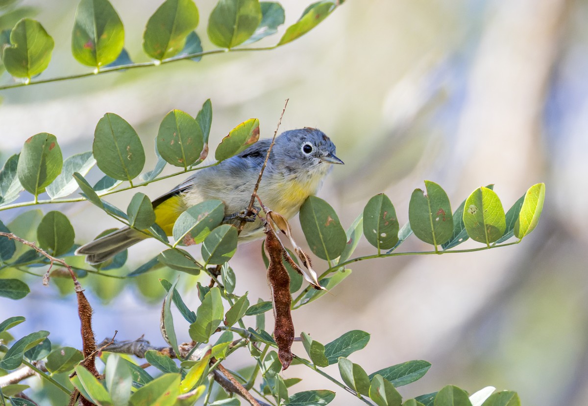 Virginia's Warbler - ML641317699