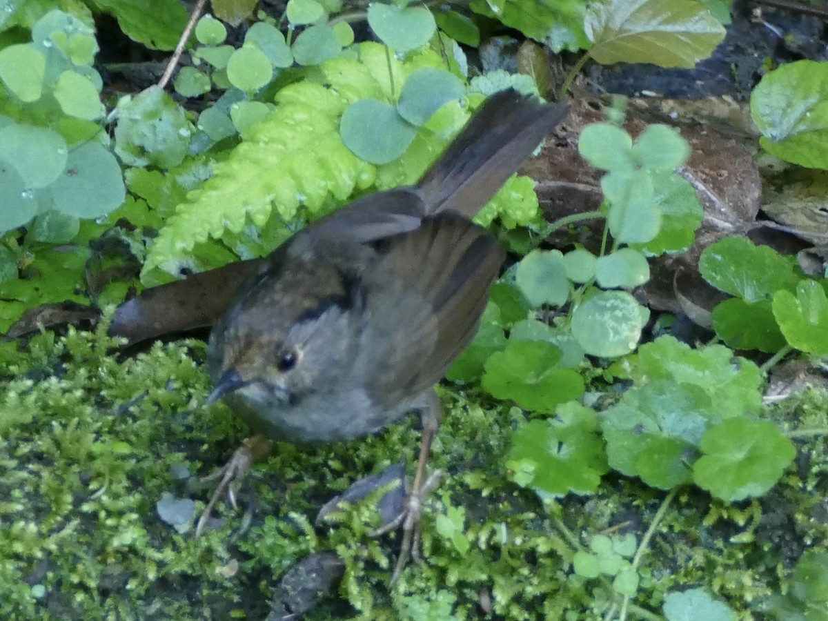 Dusky Fulvetta - ML641317701