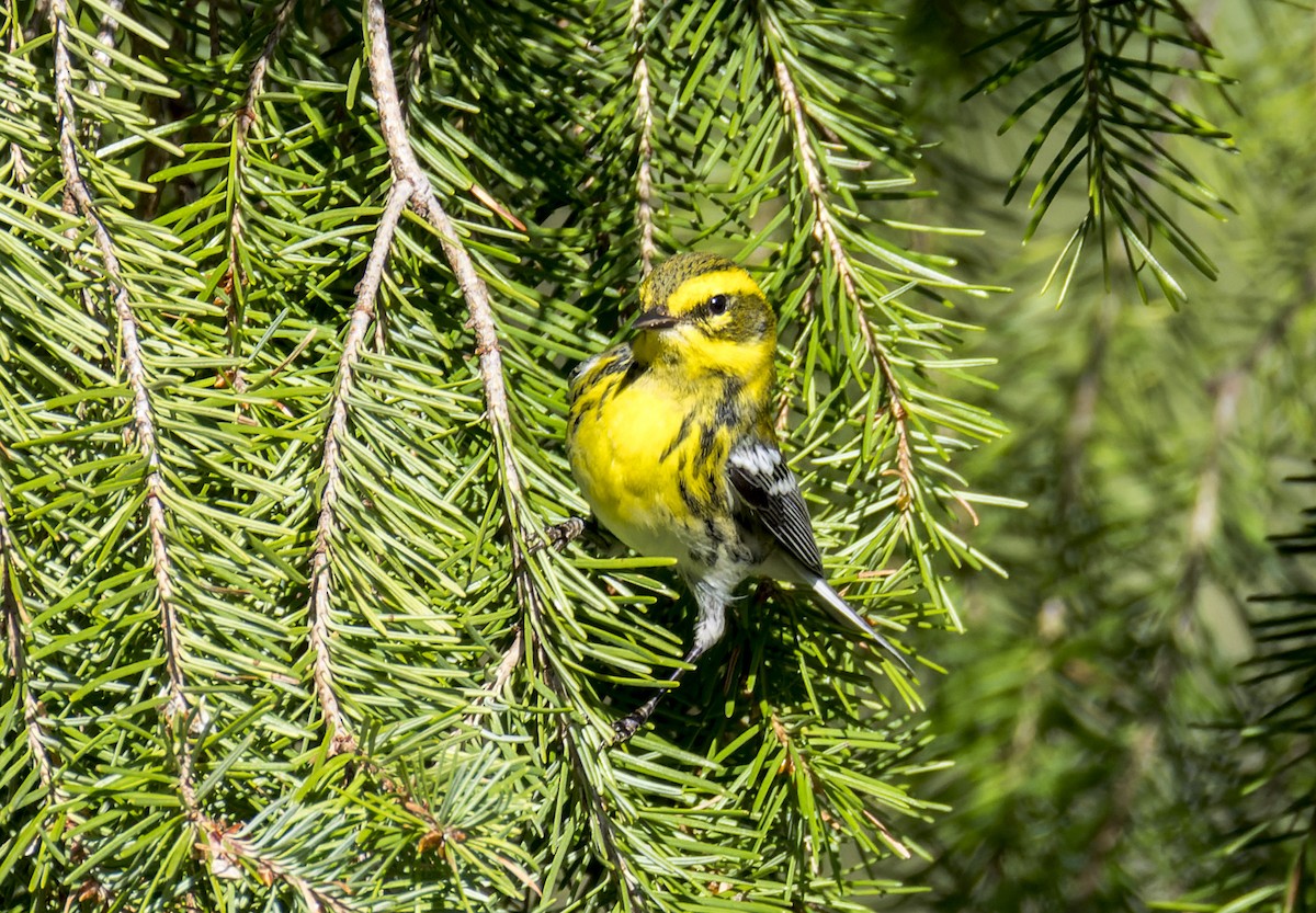 Townsend's Warbler - ML641317710