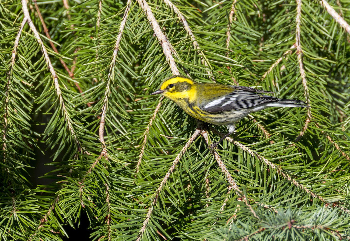 Townsend's Warbler - ML641317711