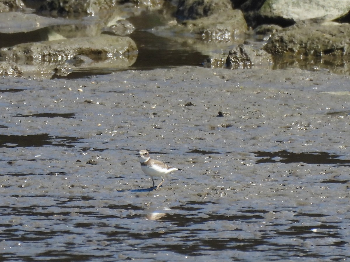 Semipalmated Plover - ML641317735