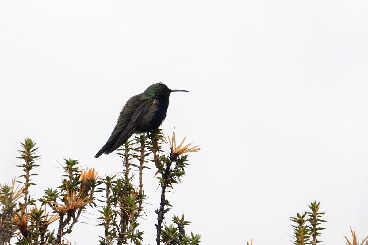 Black-breasted Hillstar - ML641317754