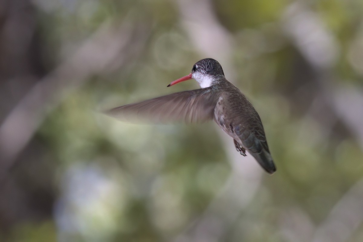 Violet-crowned Hummingbird - ML641317792