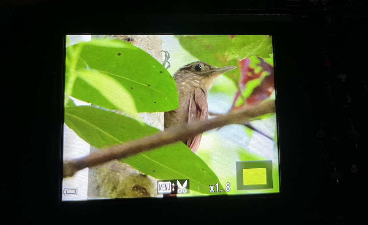 Piping Woodcreeper - ML641317822