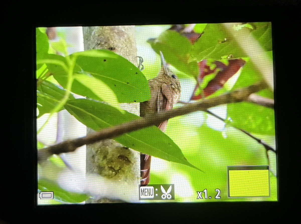 Piping Woodcreeper - ML641317823