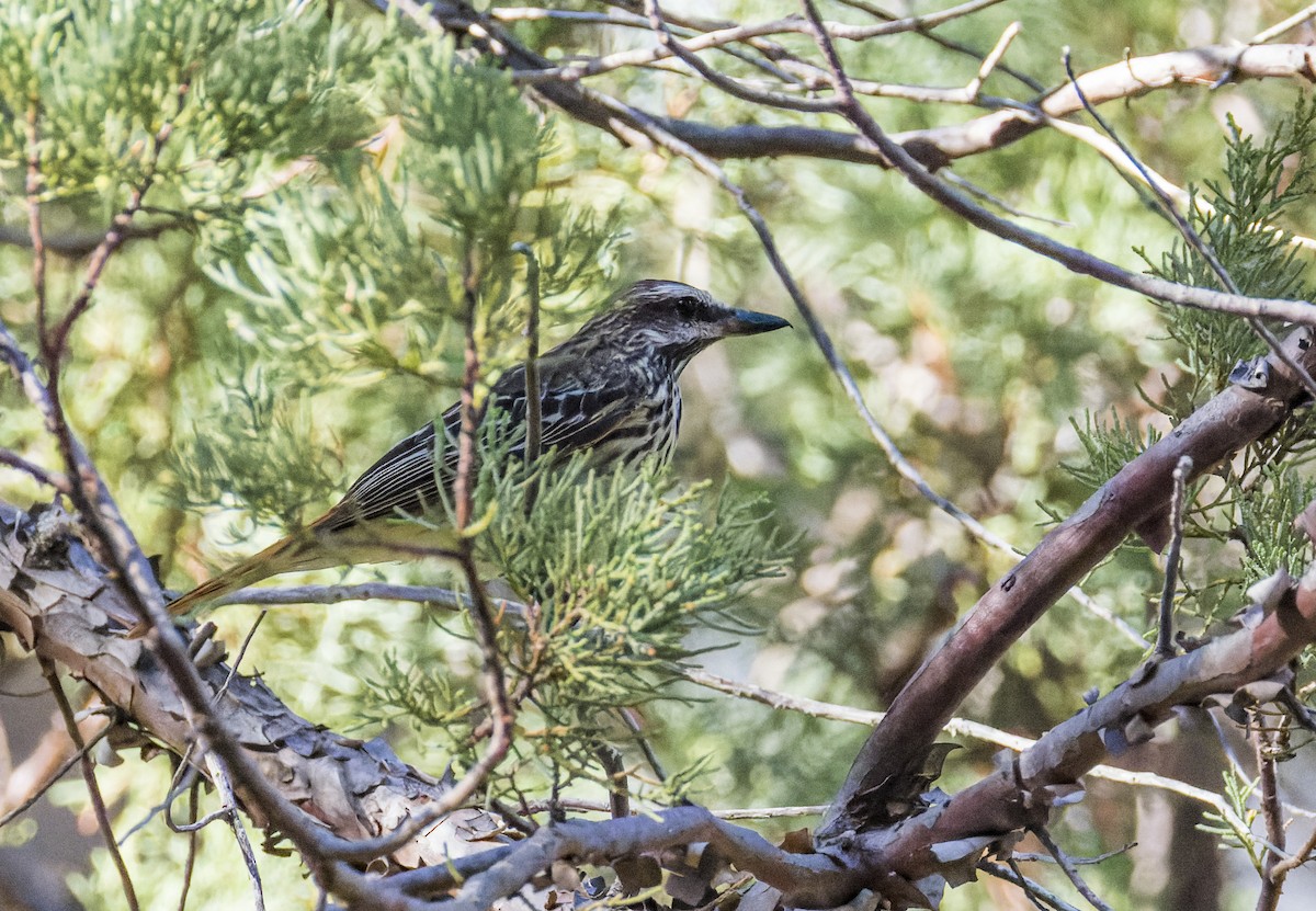 Sulphur-bellied Flycatcher - ML641317830