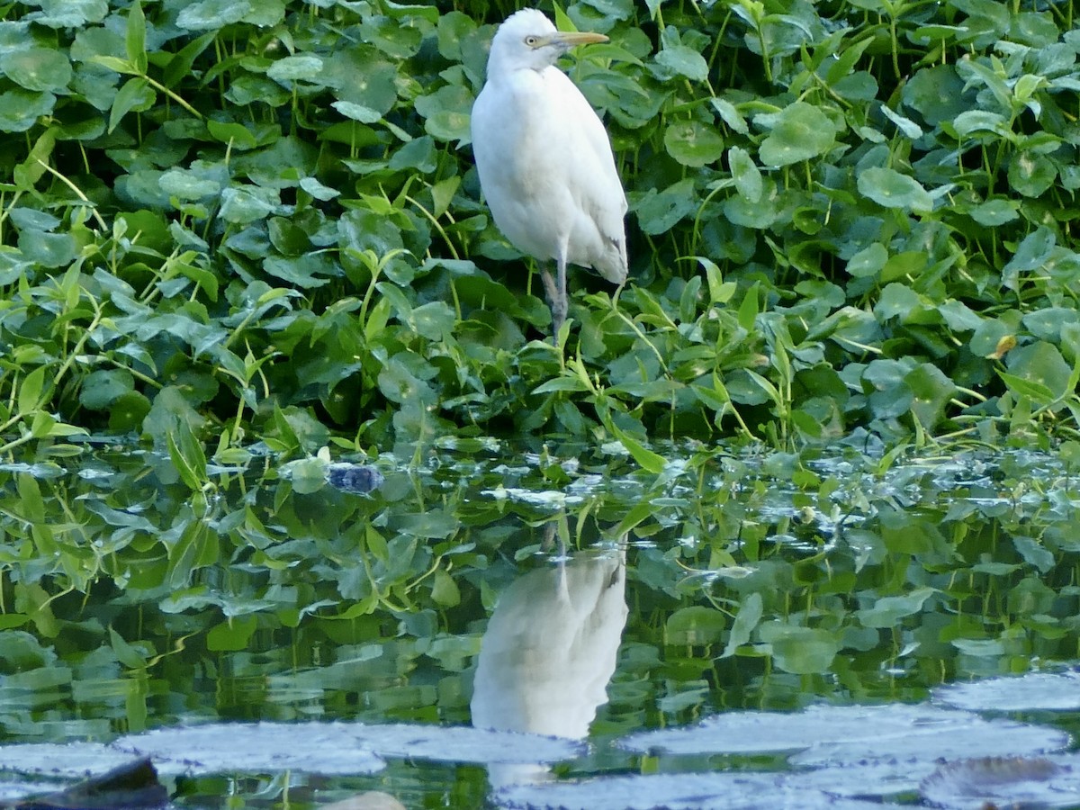 Eastern Cattle-Egret - ML641317872