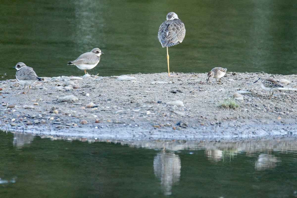 Semipalmated Plover - ML641317917