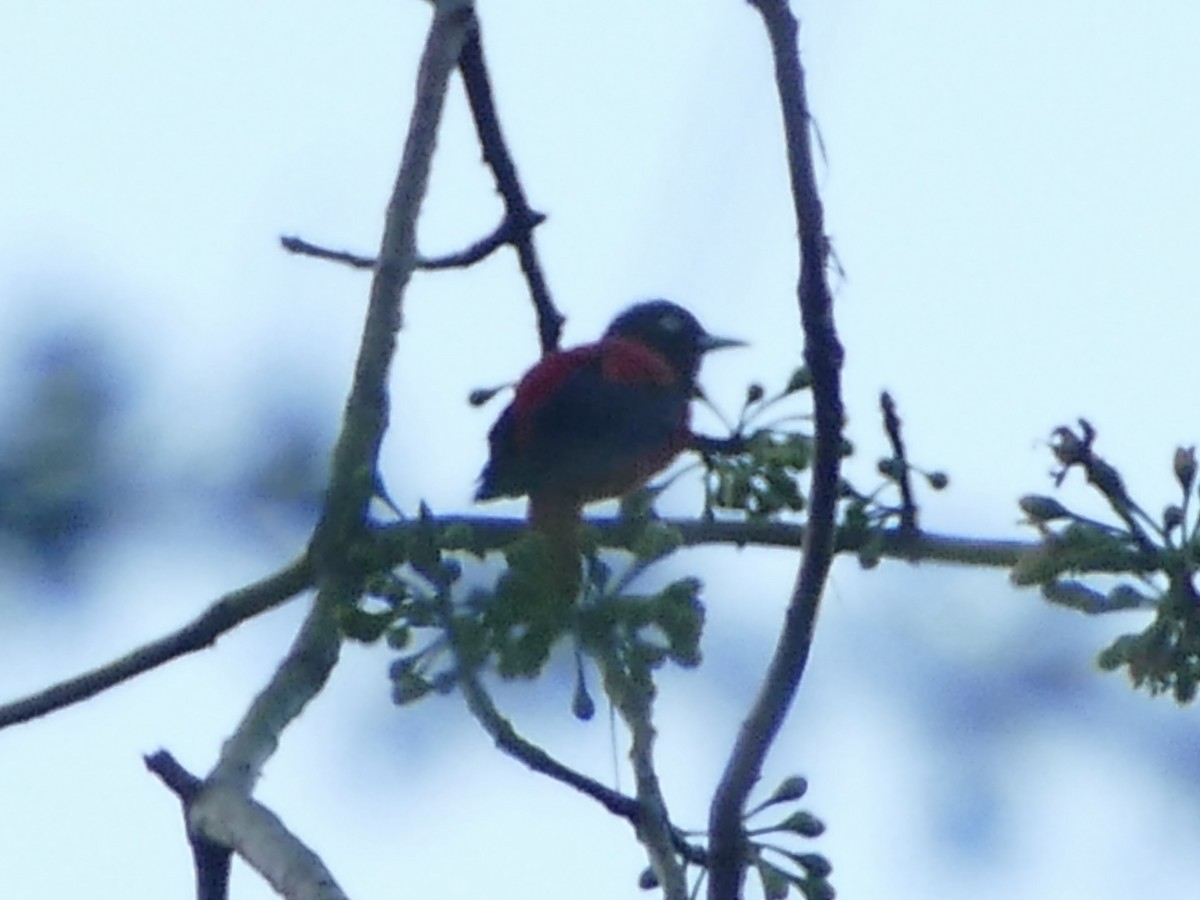 Maroon Oriole - ML641317937