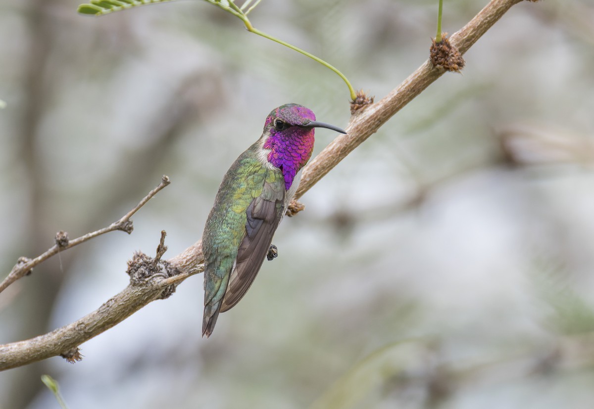 hummingbird sp. - ML641317938
