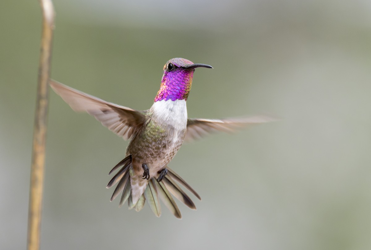 hummingbird sp. - ML641317939