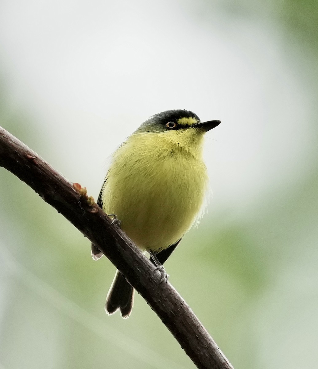 Titirijí Cabecigrís - ML641317944