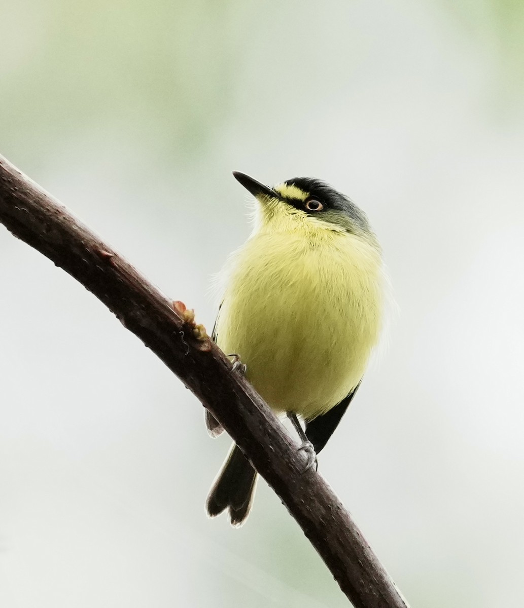 Titirijí Cabecigrís - ML641317946
