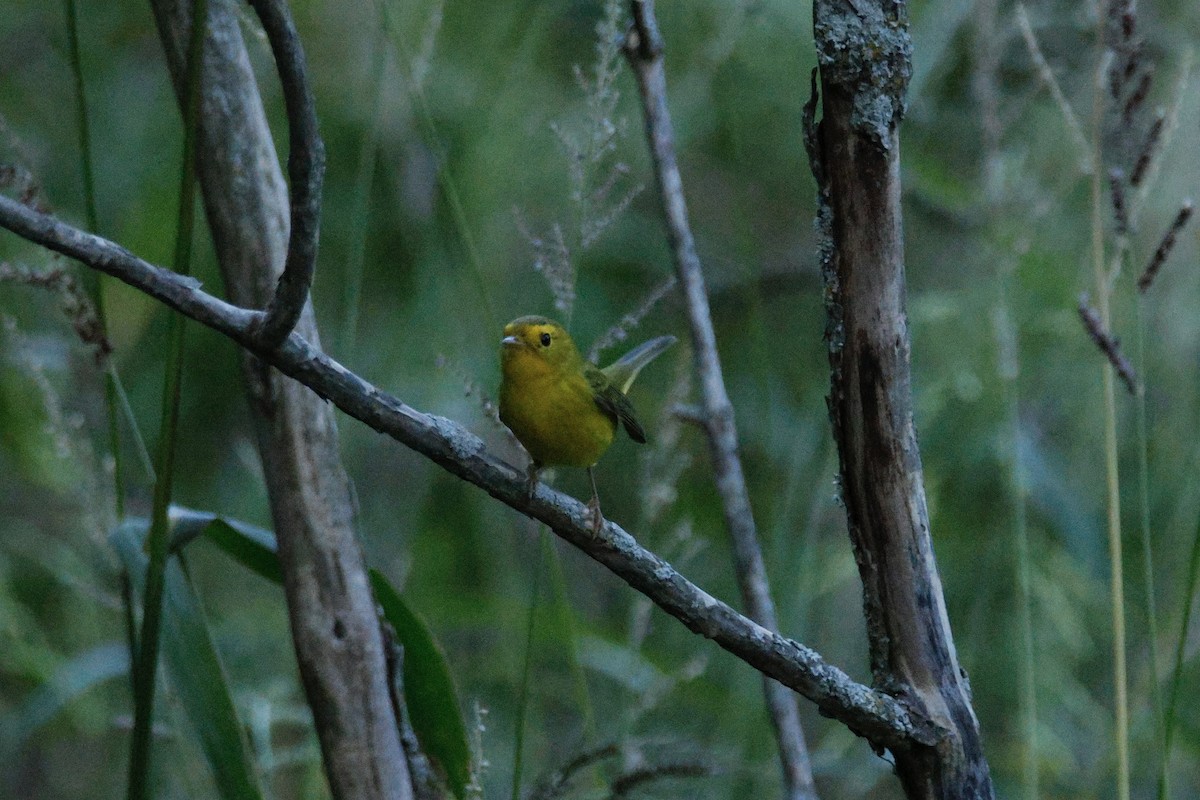 Wilson's Warbler - ML641317988