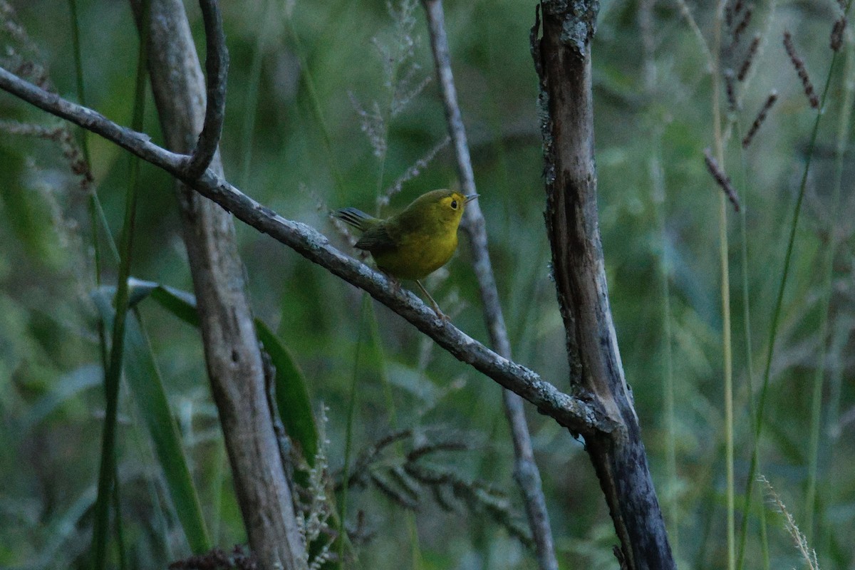 Wilson's Warbler - ML641317989