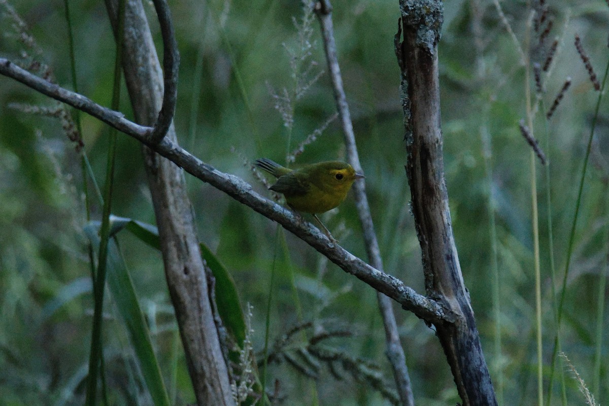Wilson's Warbler - ML641317990