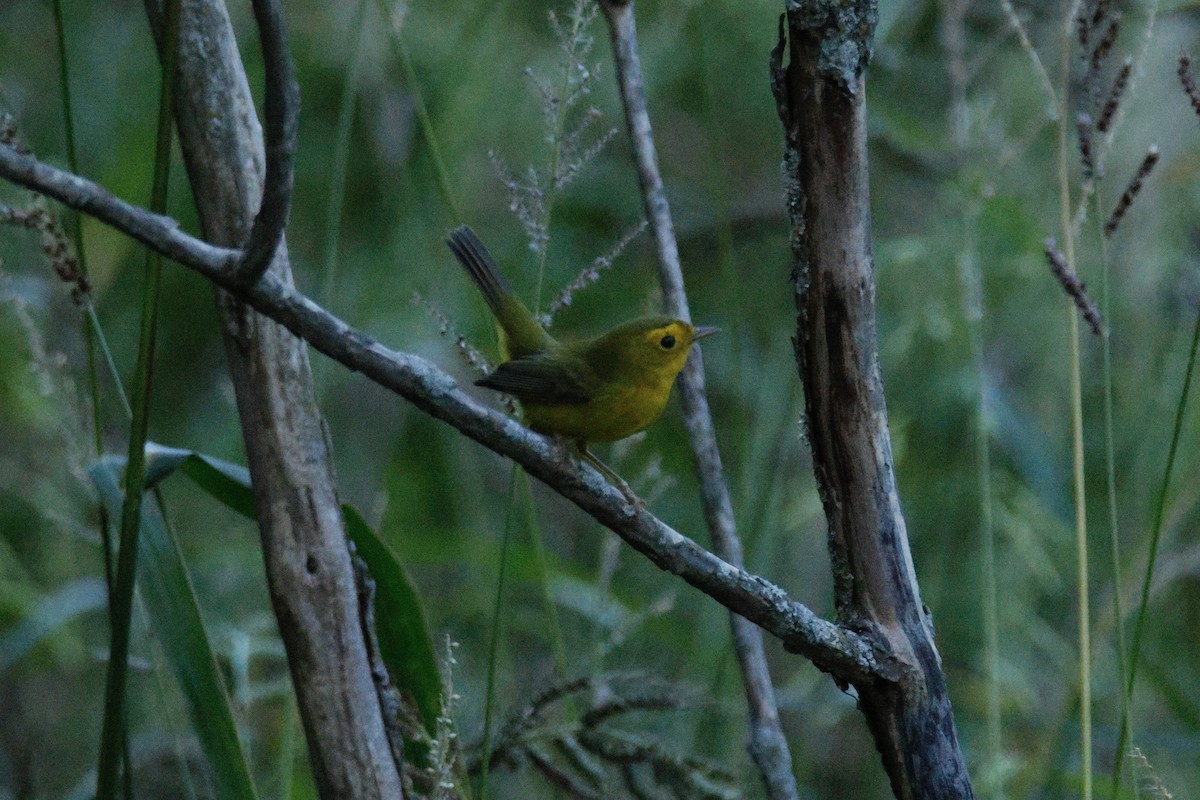 Wilson's Warbler - ML641317991