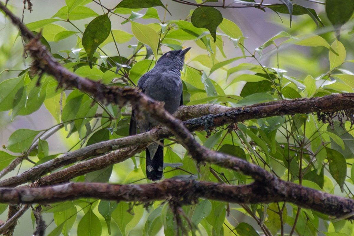 Lesser Cuckooshrike - ML641317994