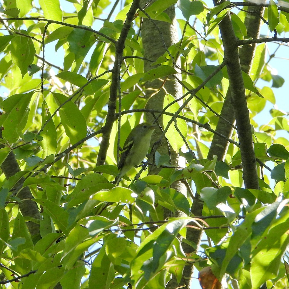 Chestnut-sided Warbler - ML641318010