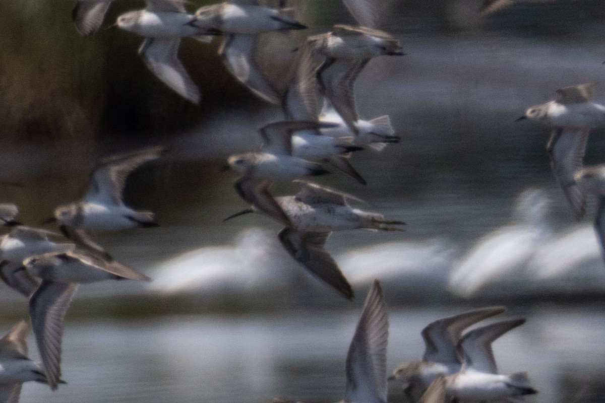 Curlew Sandpiper - ML641318054