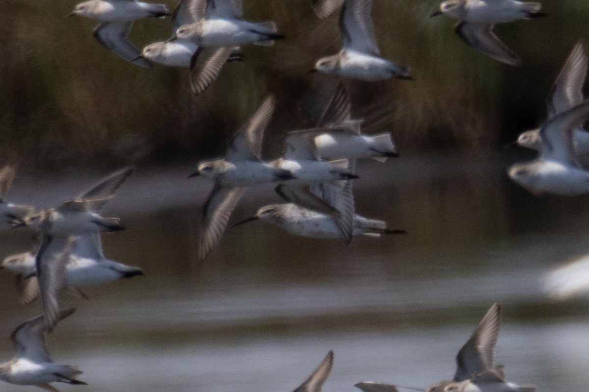 Curlew Sandpiper - ML641318055