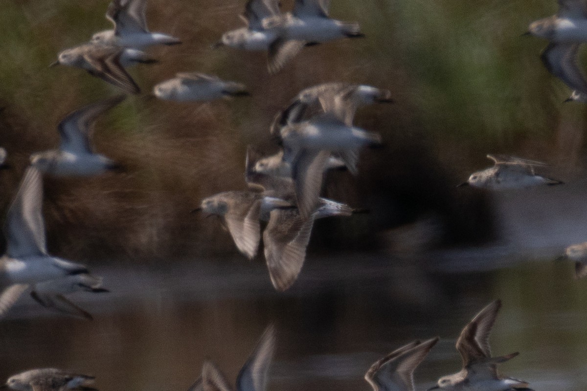 Curlew Sandpiper - ML641318056