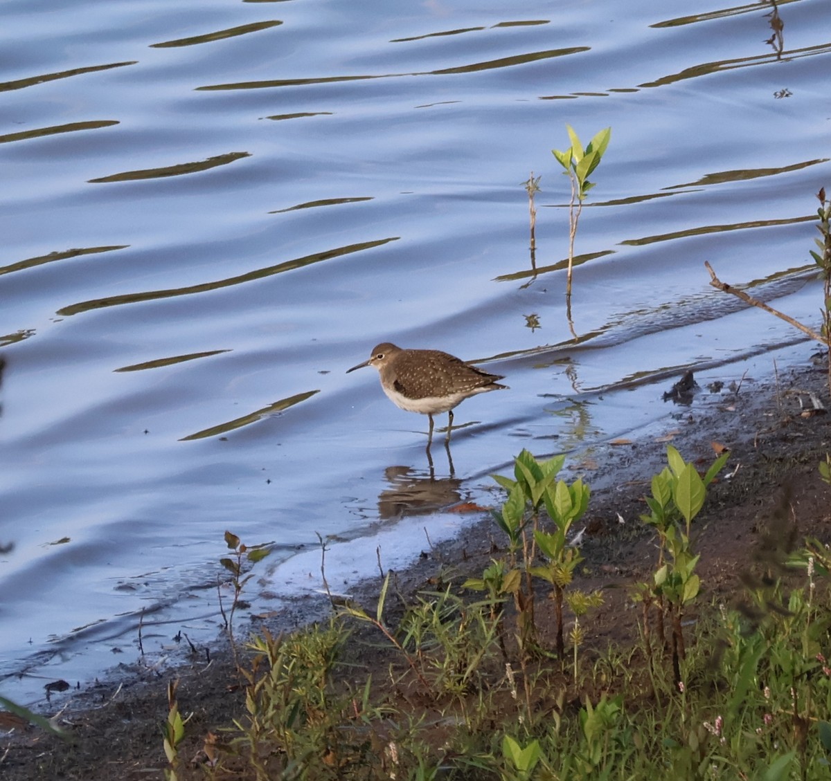 vodouš samotářský - ML641318075