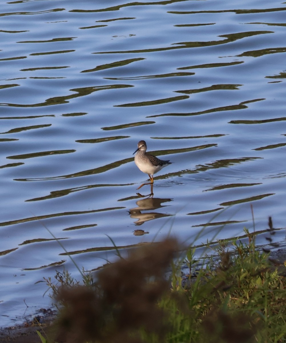 vodouš žlutonohý - ML641318080