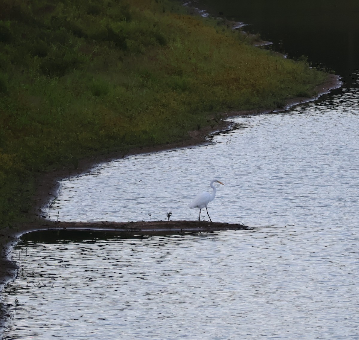 volavka bílá - ML641318092