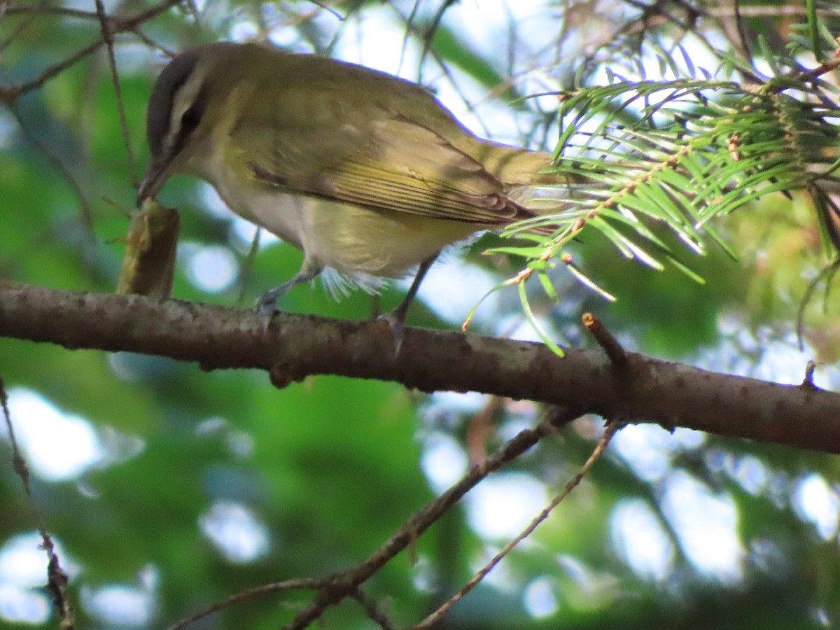 Red-eyed Vireo - ML641318093