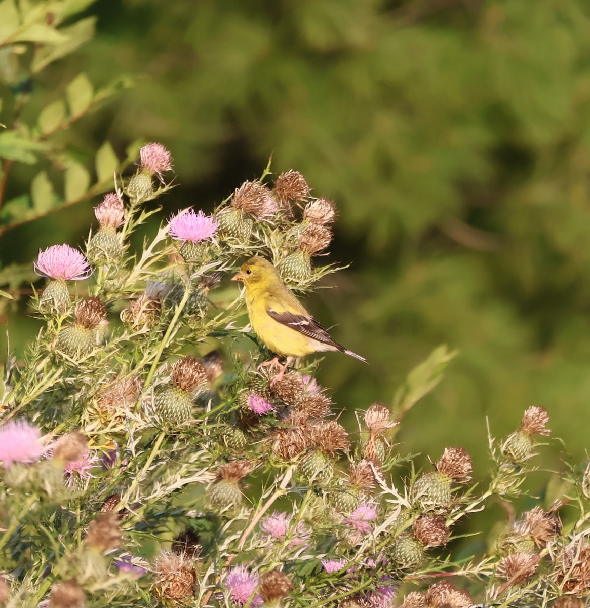 čížek žlutý - ML641318098