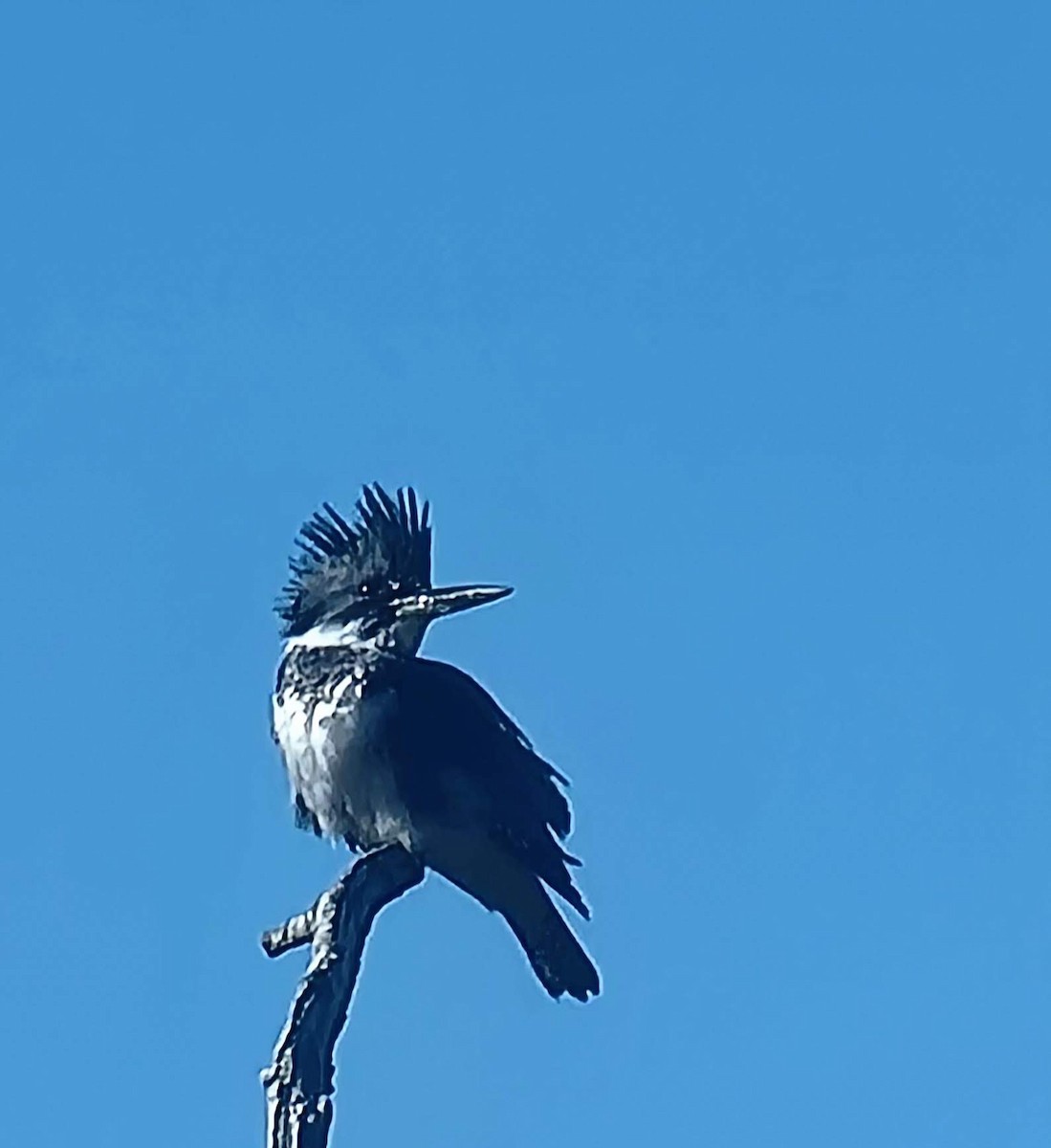 Belted Kingfisher - ML641318104