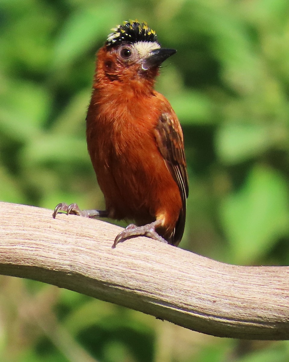 Chestnut Piculet - ML641318132
