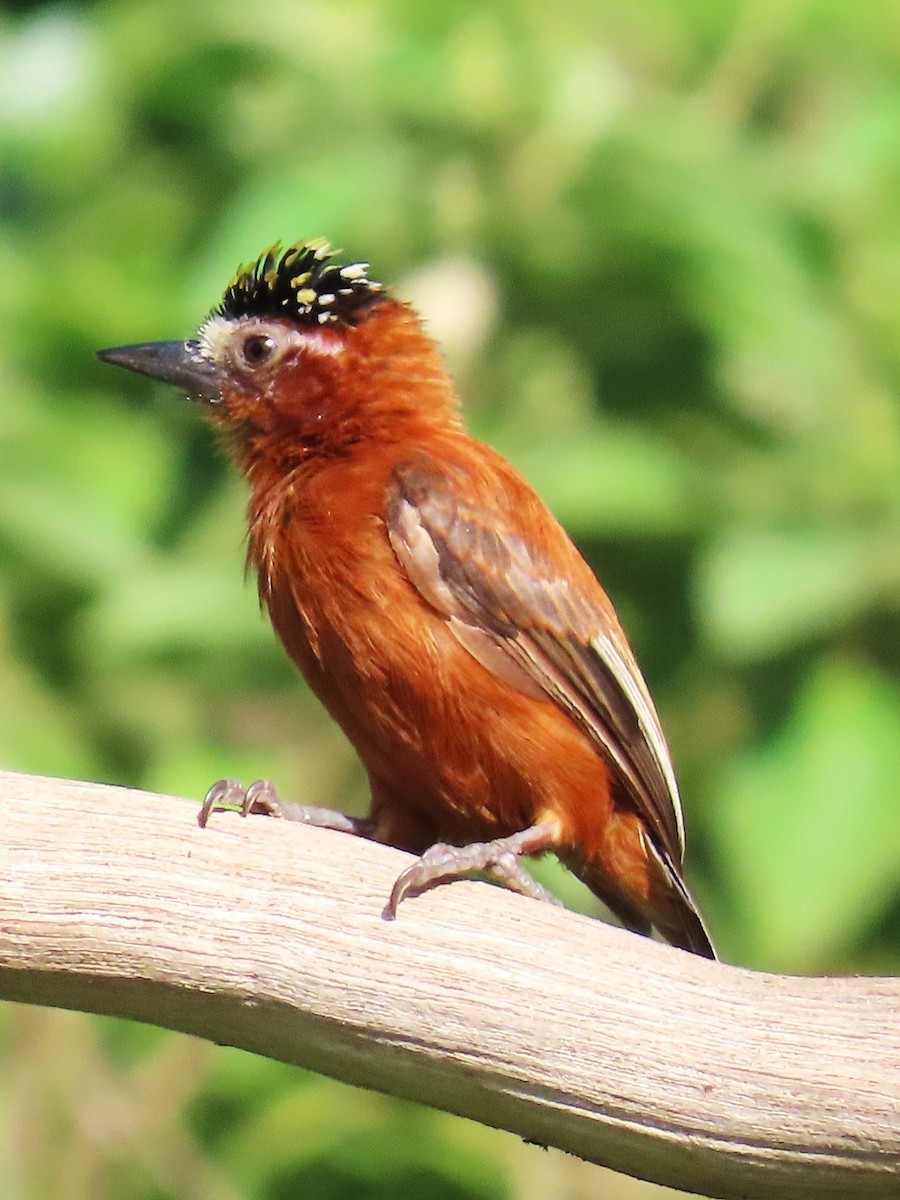 Chestnut Piculet - ML641318155