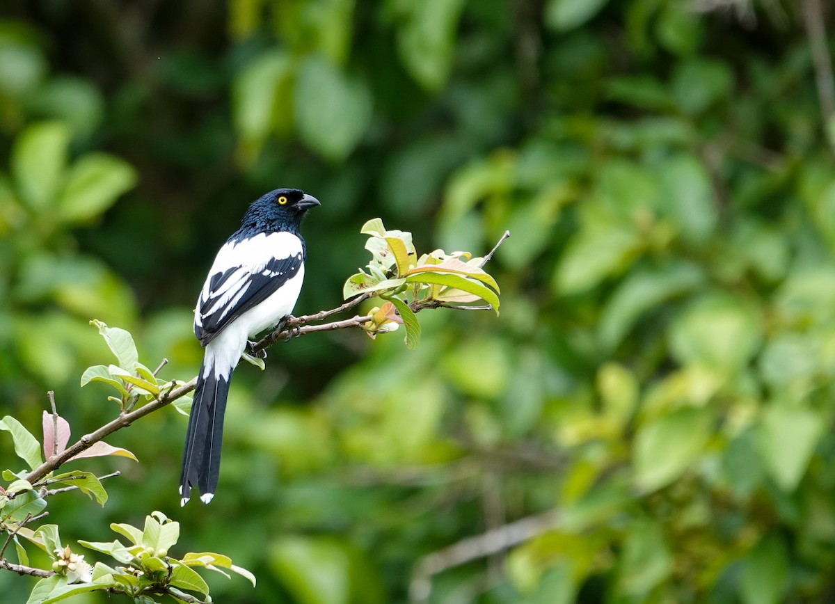 Magpie Tanager - ML641318180
