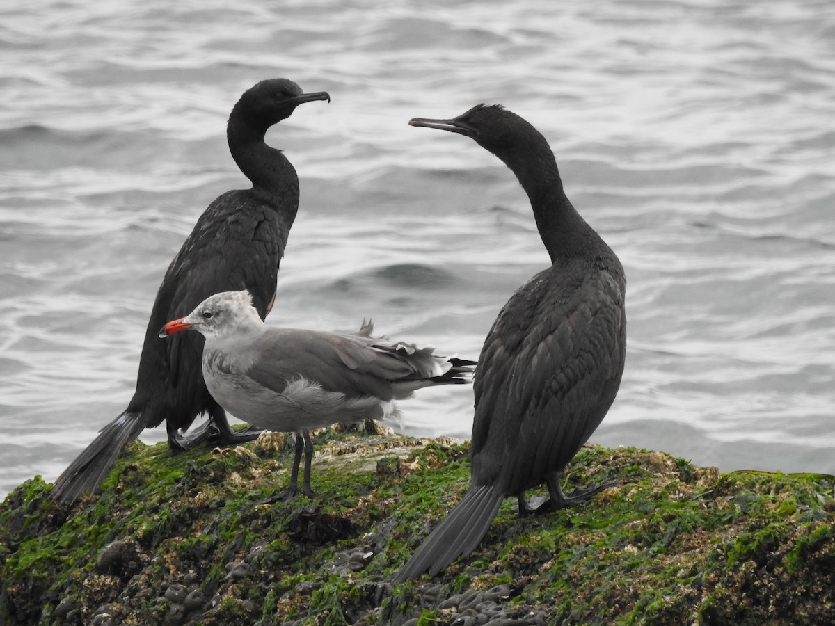 Pelagic Cormorant - ML641318261