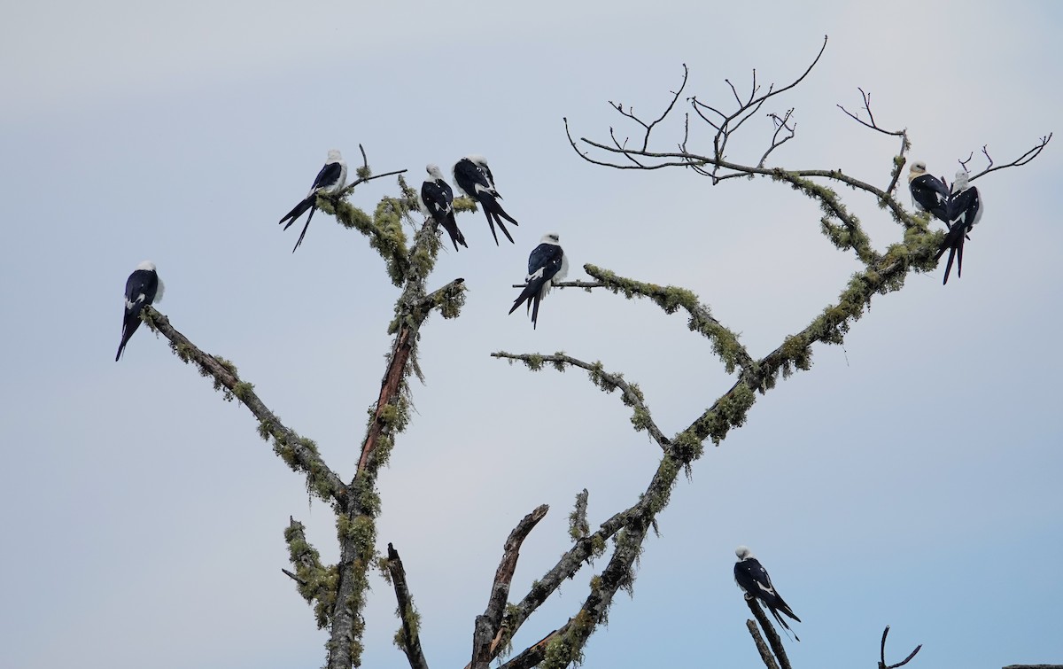 Swallow-tailed Kite - ML641318352
