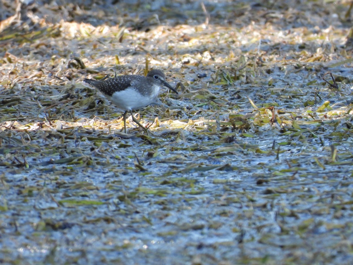 Solitary Sandpiper - ML641318404