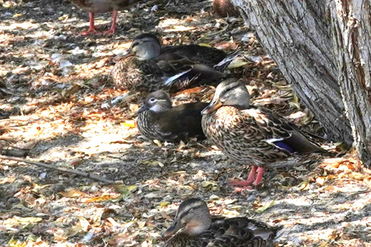 Mandarin Duck - ML641318408