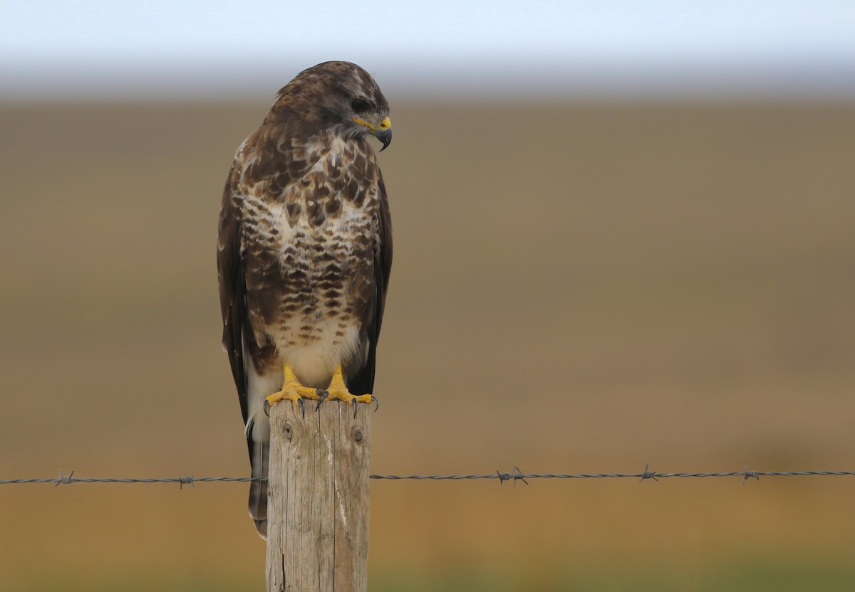Buse variable (buteo) - ML641318424
