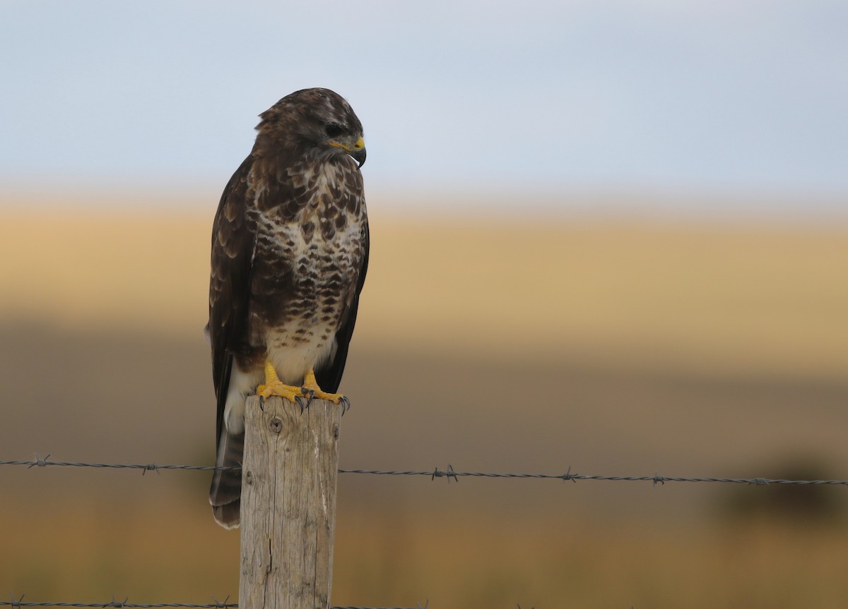 Buse variable (buteo) - ML641318425