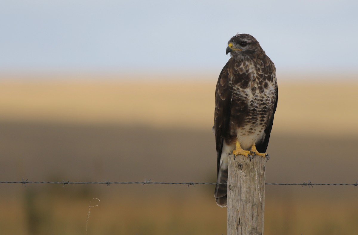Buse variable (buteo) - ML641318426