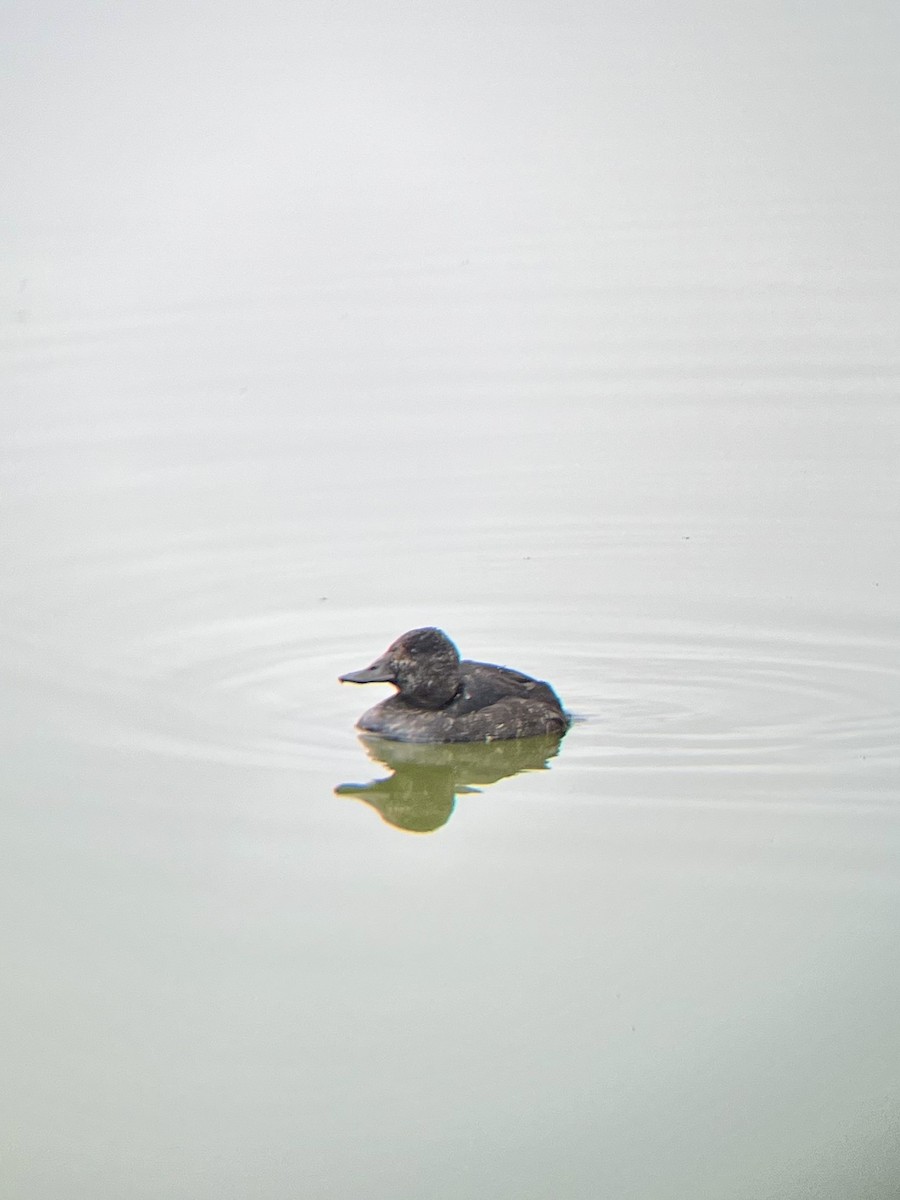 Black-headed Duck - ML641318429