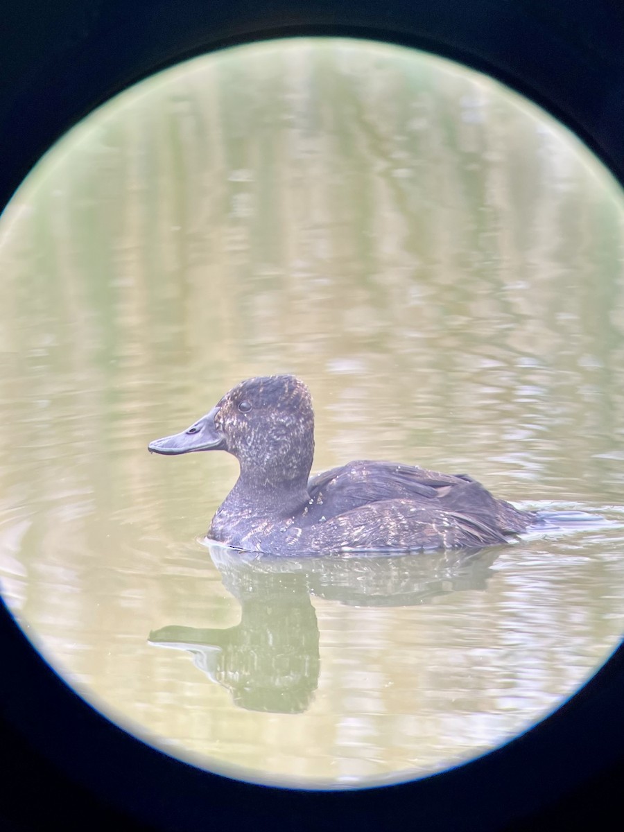 Black-headed Duck - ML641318430